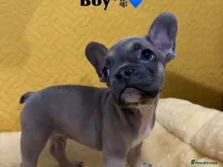 French Bulldog dogs Miss Elena - Advert 12