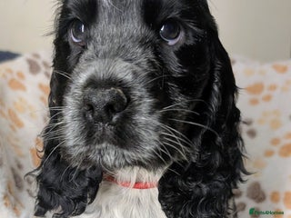 Cocker Spaniel dogs Beautiful Show Cocker Puppies. Health tested. - Advert 1