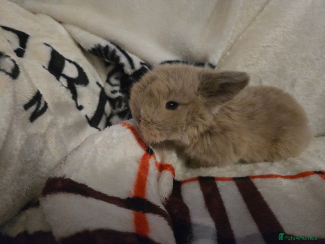Mini Lop rabbits for sale: Stunning mini lops - Advert 4