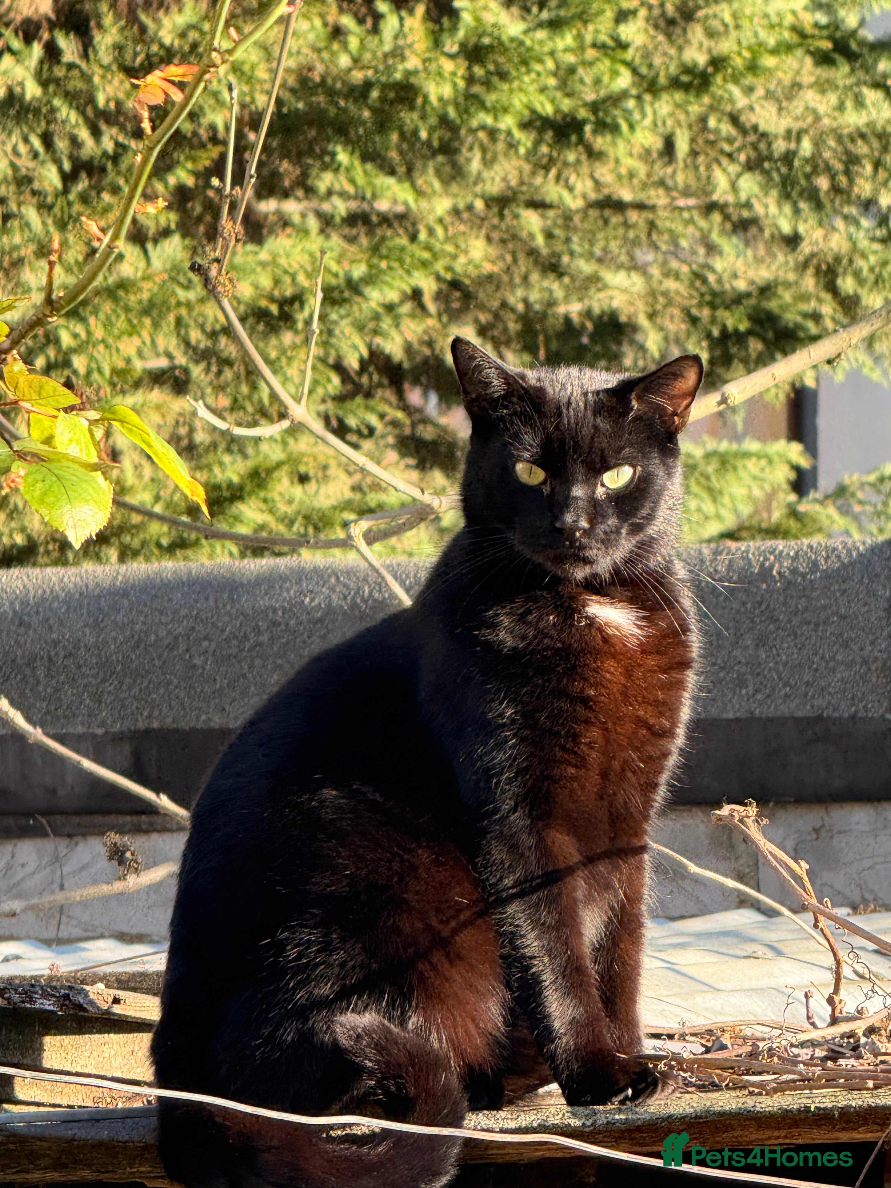 Bombay cats Sweet Cat Looking for His Forever Home - Advert 5