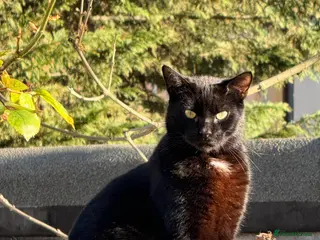 Bombay cats Sweet Cat Looking for His Forever Home - Advert 5