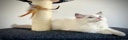 Ragdoll cats for sale: Last three ragdoll kittens! Don’t miss out! - Advert 6