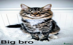 Bengal cats for sale: Beautiful Bengal x Mainecoon moggies - Image 20