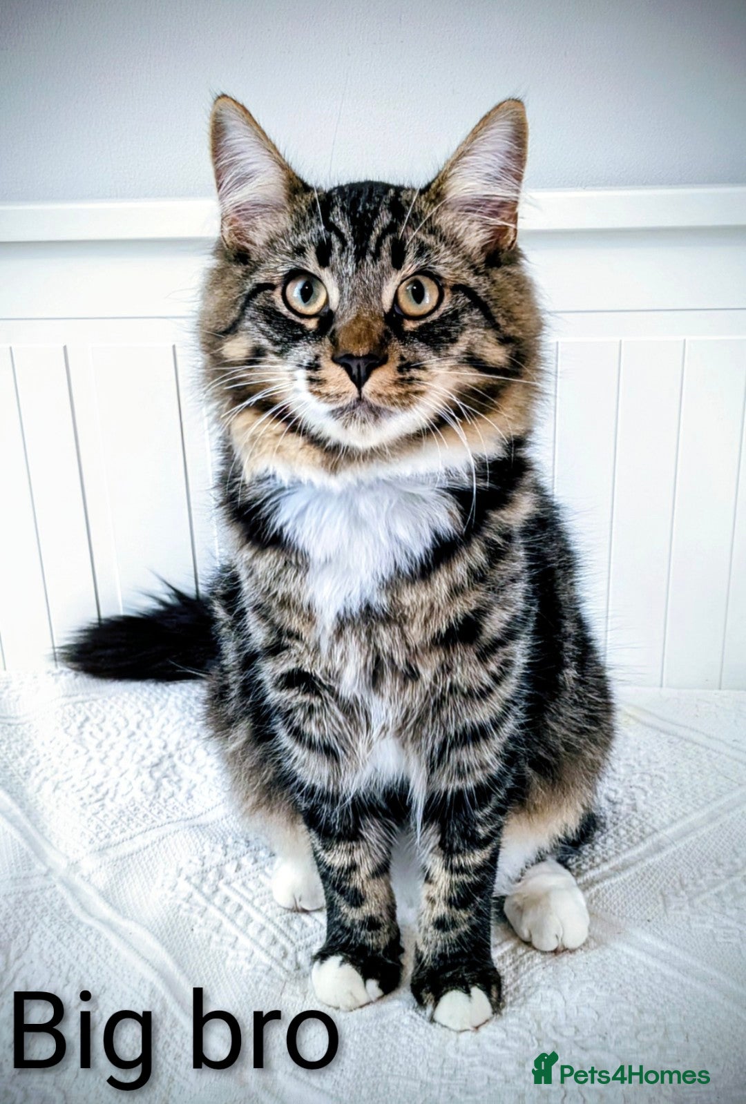 Bengal cats for sale: Beautiful Bengal x Mainecoon moggies - Image 20