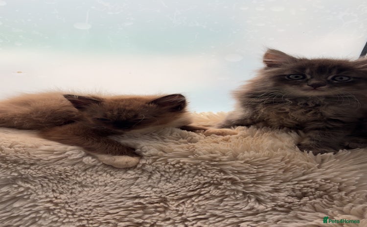 Ragdoll cats - Advert 1