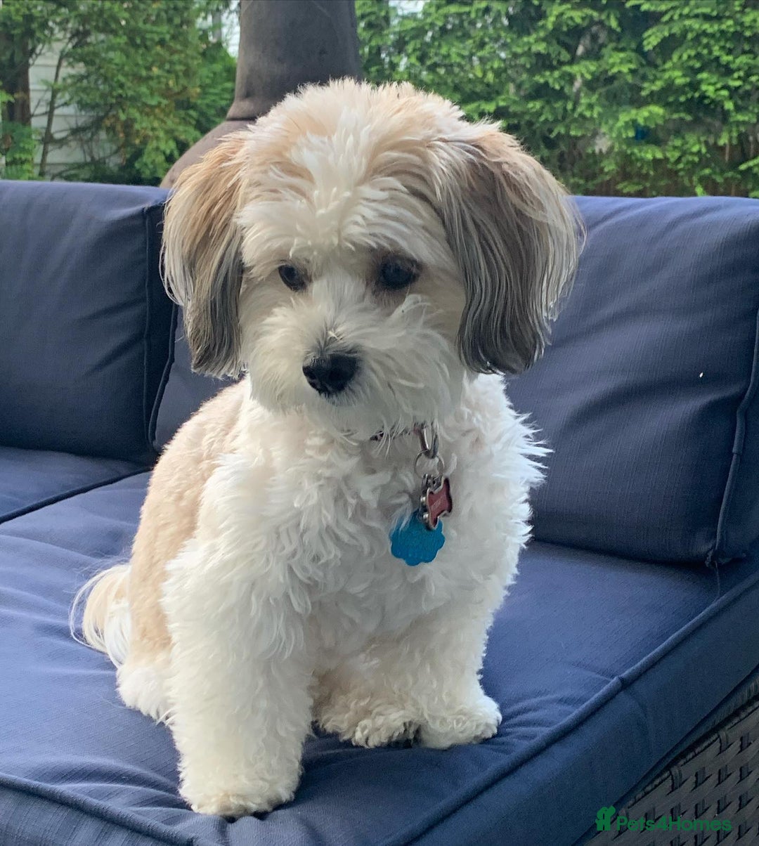 Havanese dogs for sale: Gorgeous Havanese Puppies for sale - Advert 1