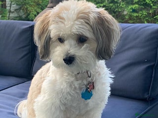 Havanese dogs Gorgeous Havanese Puppies for sale - Advert 2