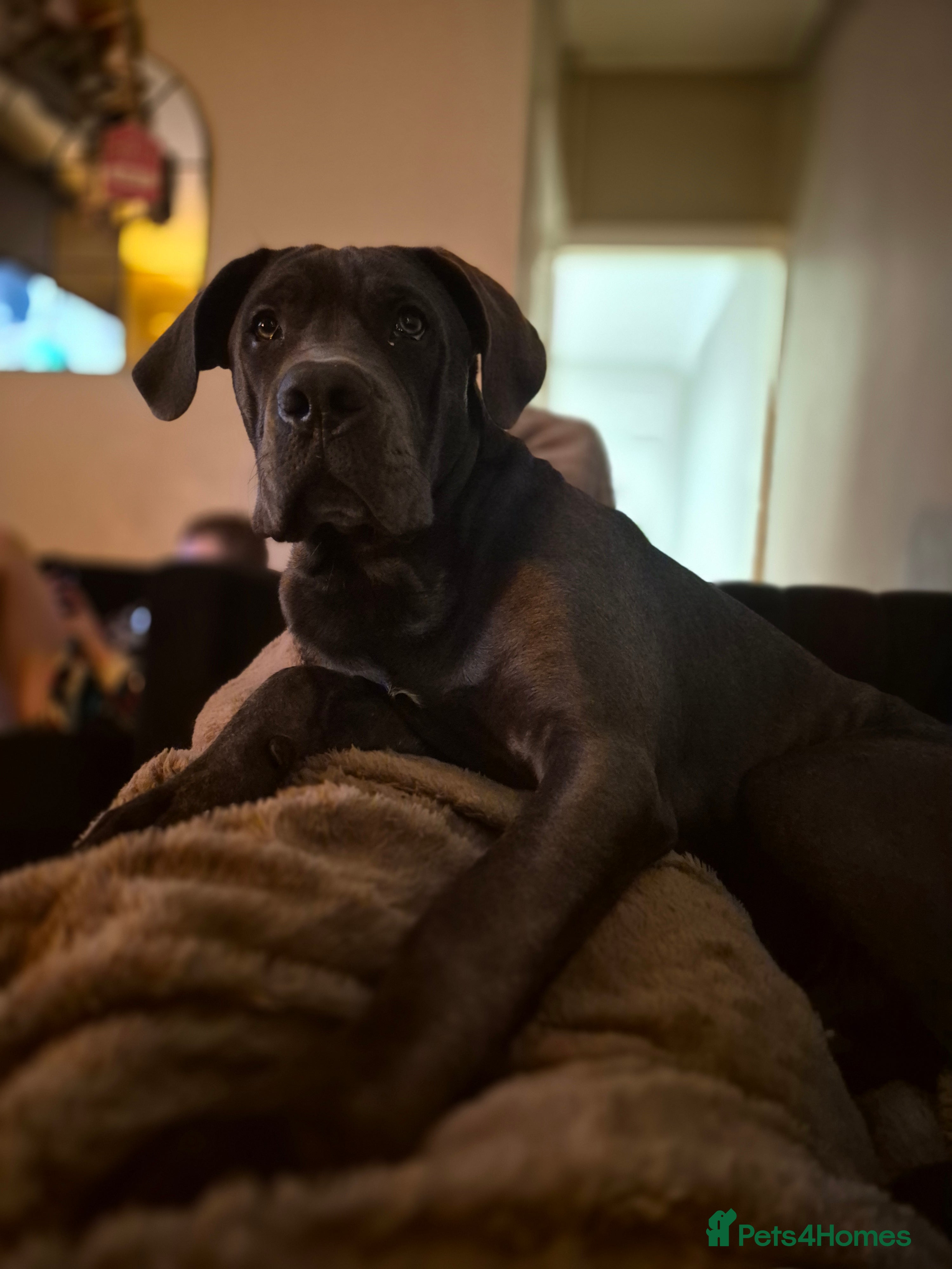 Cane Corso dogs 7 month old cane corso  - Advert 13