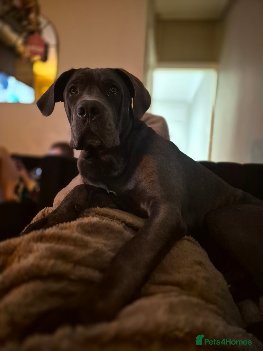 Cane Corso dogs for sale: 7 month old cane corso  - Advert 1