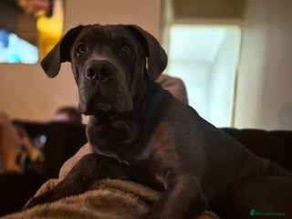Cane Corso dogs 7 month old cane corso - Advert 13