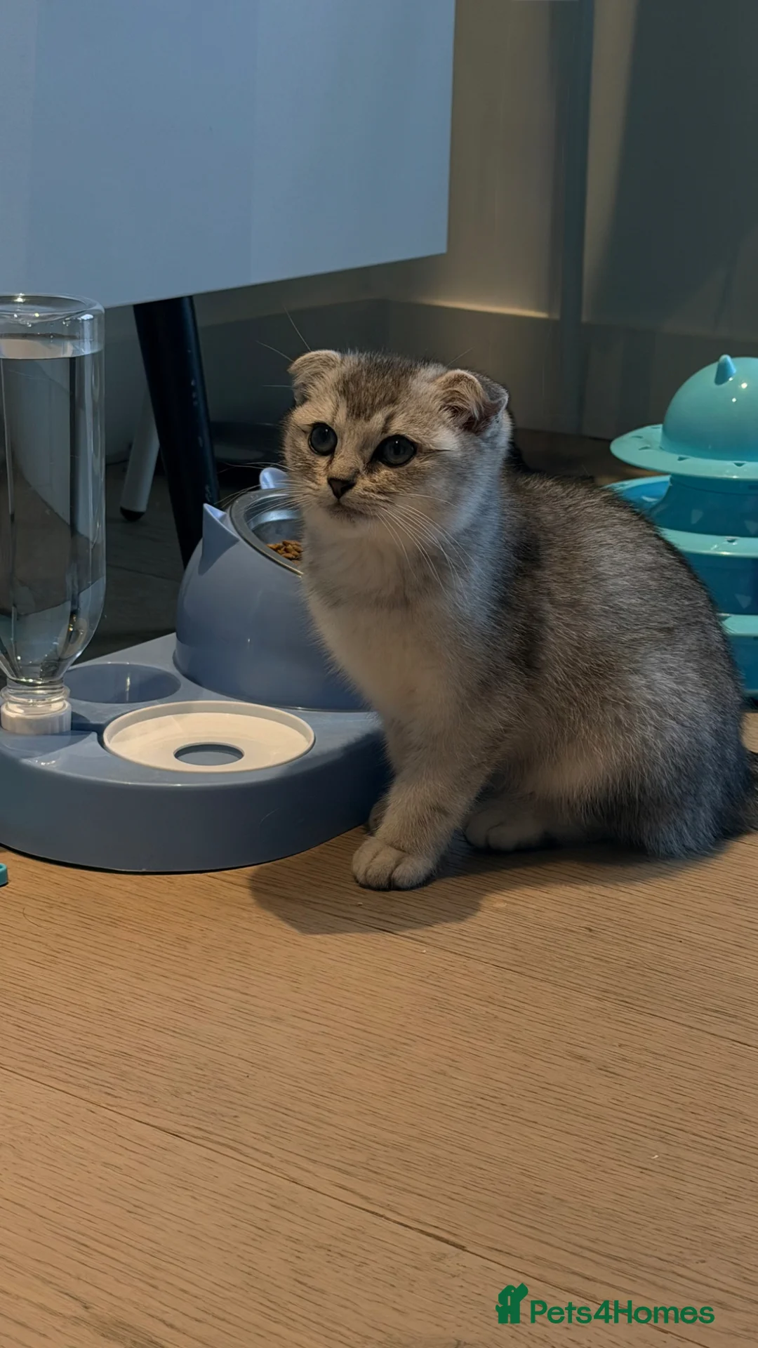 Scottish Fold cats for sale: Urgent rehoming for my Scottish kitten Luca♥️ - Advert 12