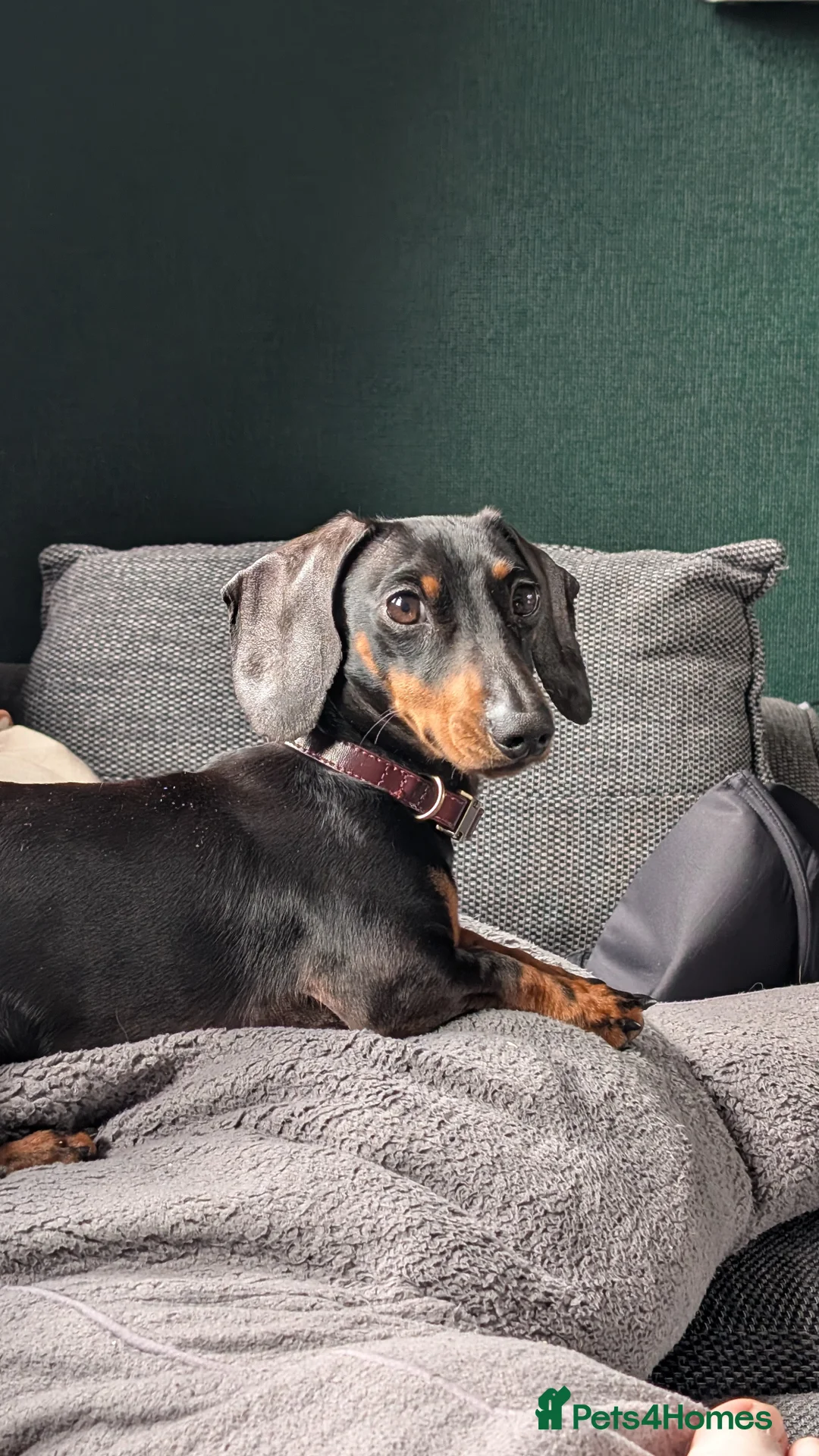 Miniature Dachshund dogs for sale: Dachshund looking for home - Advert 2