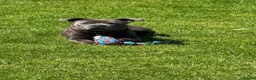 Staffordshire Bull Terrier dogs for stud: Staffordshire bull terrier stud  in Glasgow - Advert 4
