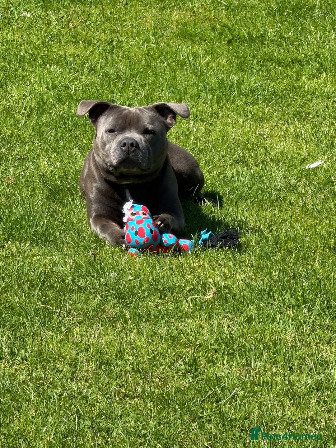 Staffordshire Bull Terrier dogs for stud: Staffordshire bull terrier stud  in Glasgow - Advert 4