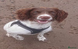 Sprocker dogs for sale: Adorable Chunky Sprocker Spaniel Pups - Image 2
