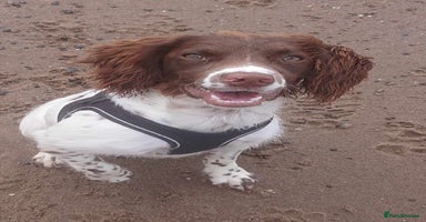 Sprocker dogs - Advert 11