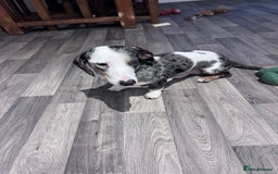 Miniature Dachshund dogs for sale: Miniature Dachshund for Sale  - Image 2