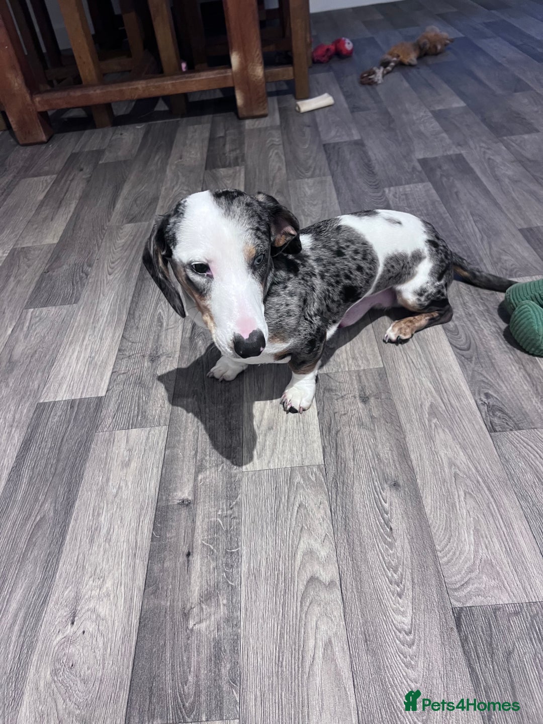 Miniature Dachshund dogs for sale: Miniature Dachshund for Sale  - Image 2