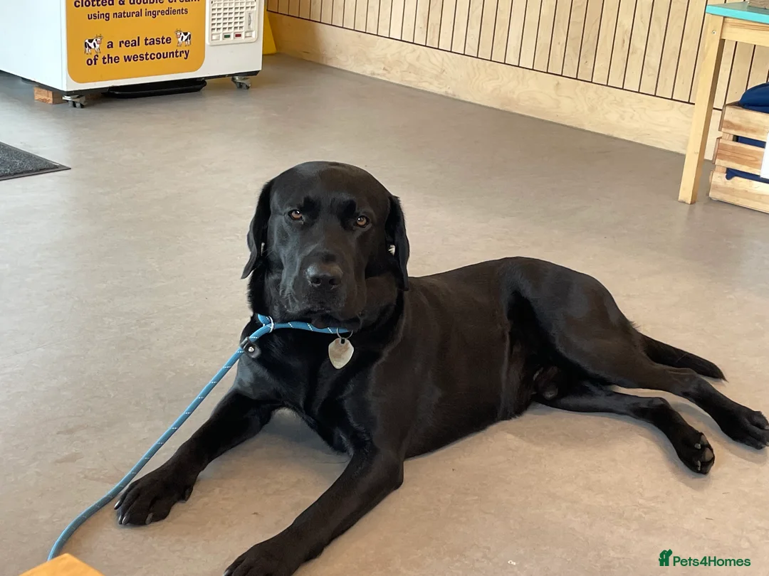 Labrador Retriever dogs for stud: Proven stud, KC reg and perfect family dog  - Advert 4