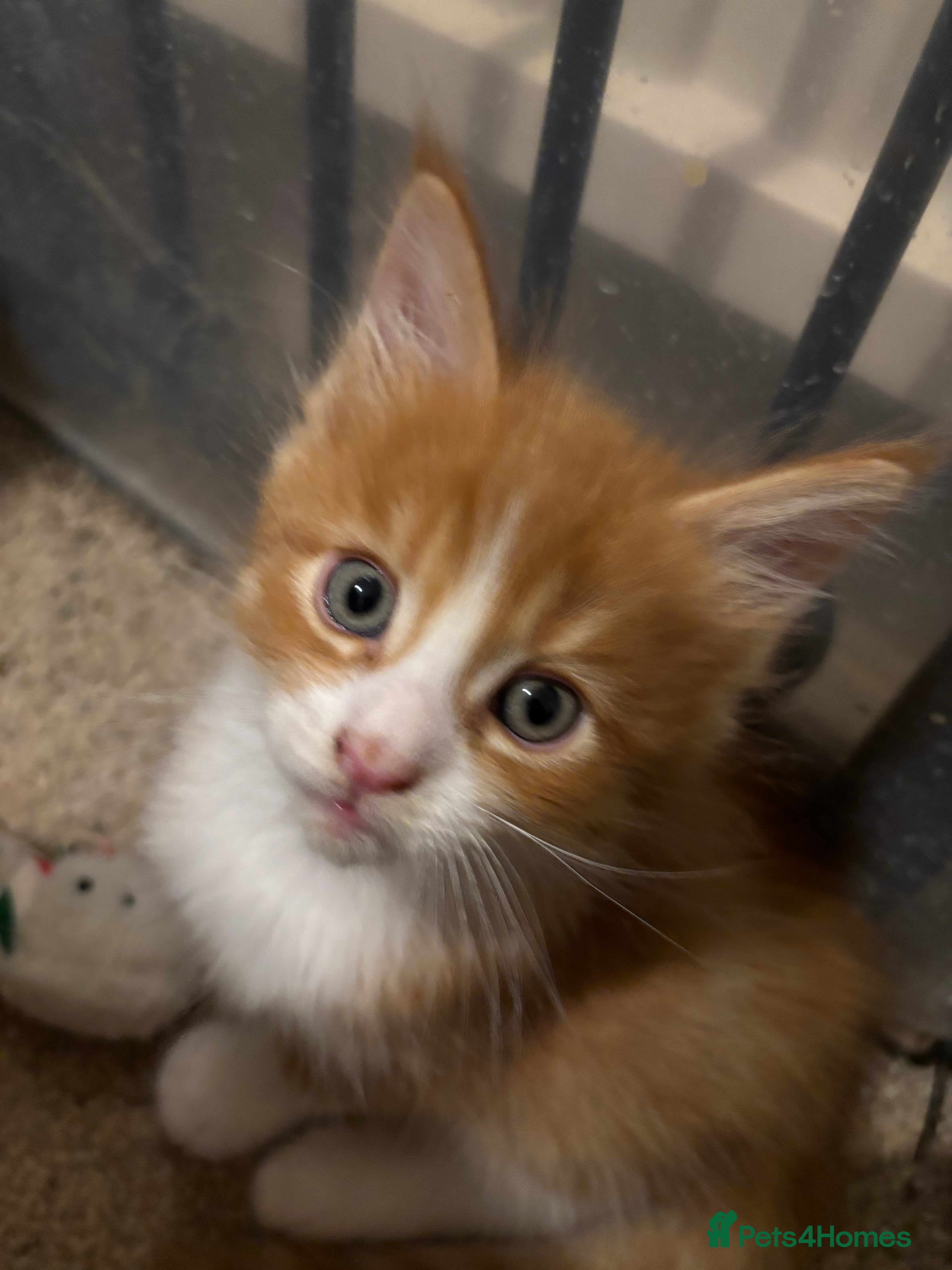 Maine Coon cats Beautiful Pedigree Main Coon Kittens - Advert 6