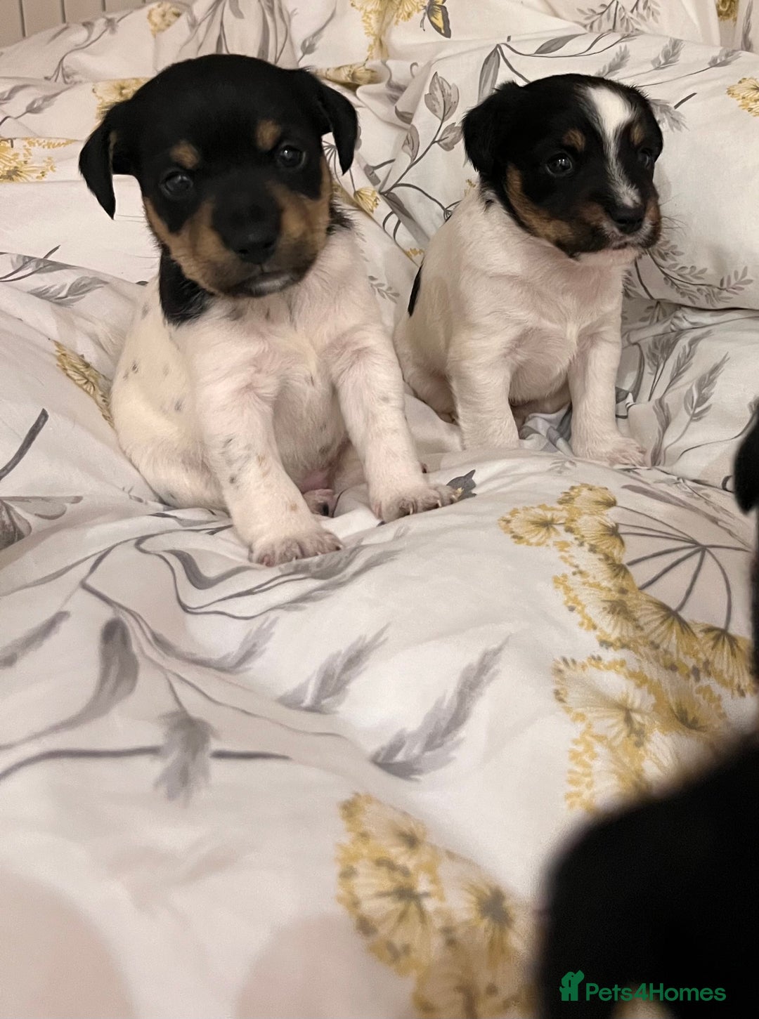 Jack Russell dogs for sale: Jack russel puppy’s  - Advert 10