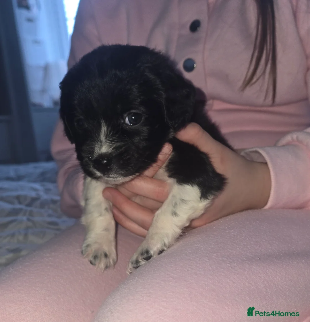 Maltipoo dogs for sale: Maltipoo puppies  - Advert 11