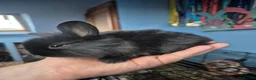 Lionhead rabbits for sale: Lionhead cross babies - Advert 7
