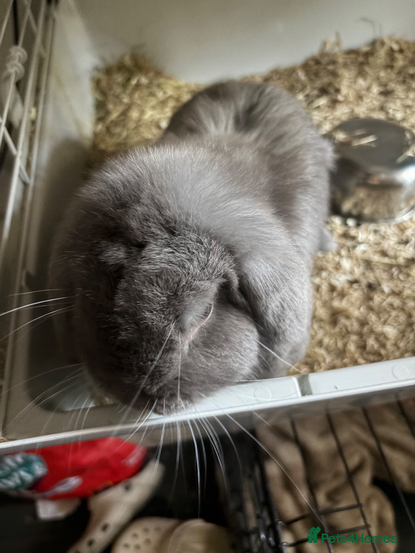 Mini Lop rabbits mini lop rabbit  - Advert 1