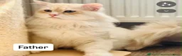Siberian cats for sale: Siberian x Siberian Neva Masquerade Kittens - Advert 4