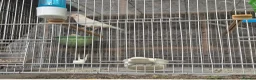 Mixed Breed birds for sale: Cannry and cage  - Advert 2