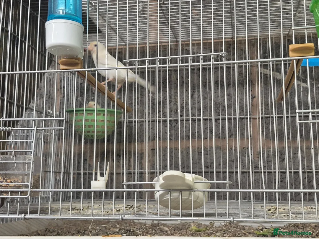 Mixed Breed birds for sale: Cannry and cage  - Advert 2