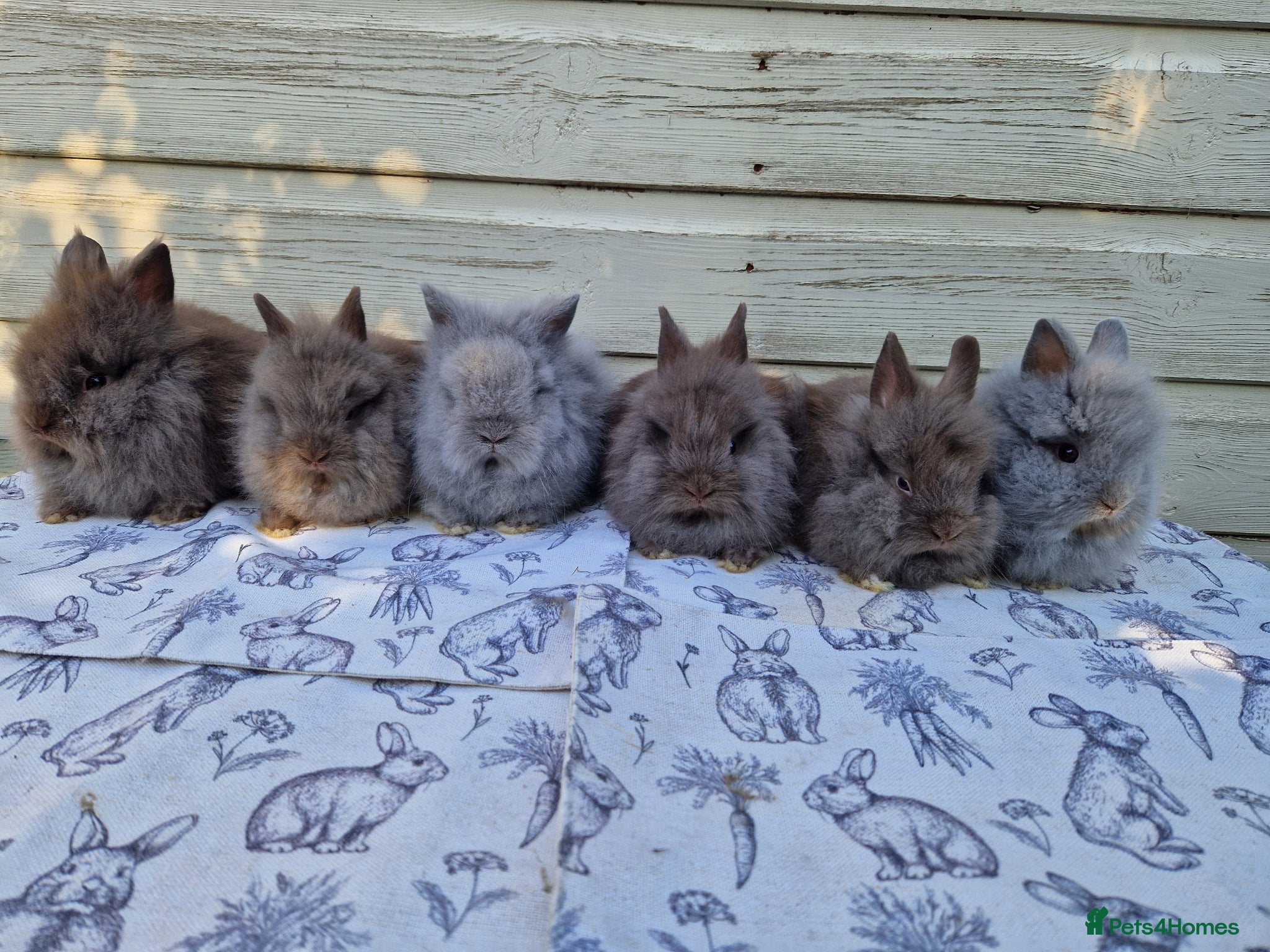 Lionhead rabbits Purebred Lionhead Baby Rabbits - Advert 1