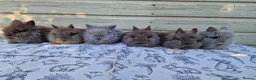 Lionhead rabbits for sale: Purebred Lionhead Baby Rabbits - Advert 1