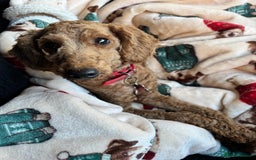 Poodle dogs for sale: KC Red fox miniature toy poodle. Ready now - Image 15