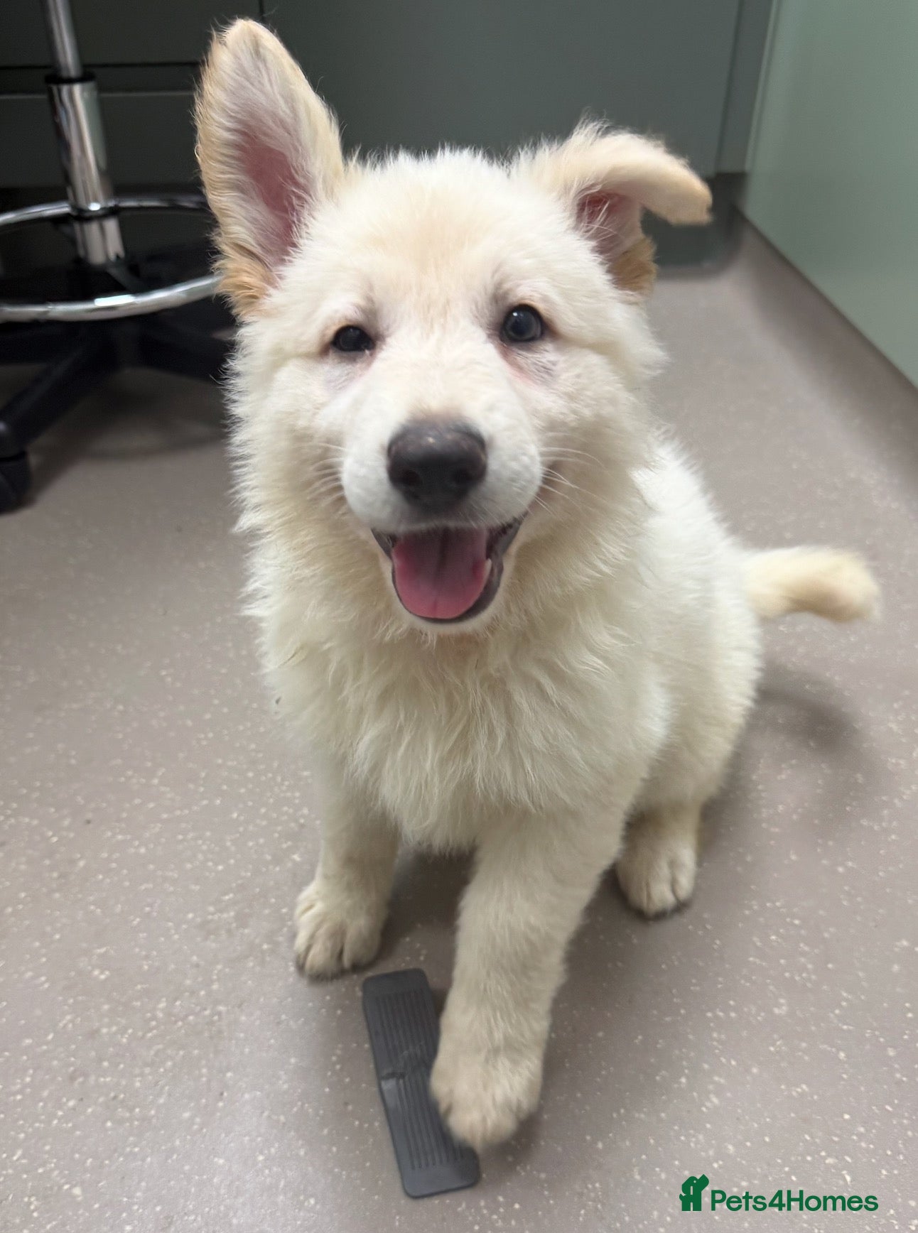 German Shepherd dogs Beautiful White Pedigree German Shepherd Puppies - Advert 2