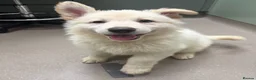 German Shepherd dogs for sale: Beautiful White Pedigree German Shepherd Puppies - Advert 2