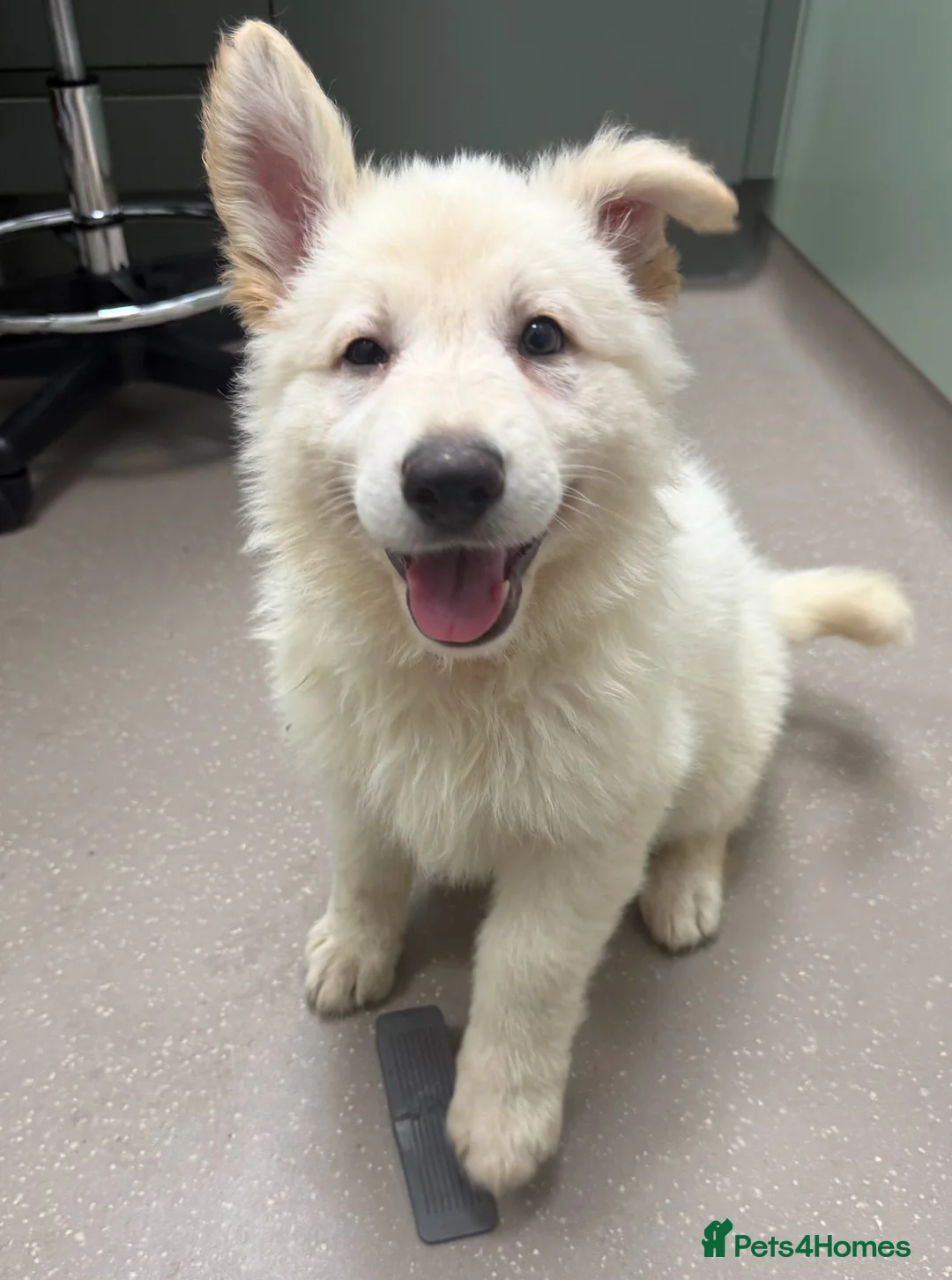 German Shepherd dogs for sale: Beautiful White Pedigree German Shepherd Puppies - Advert 2