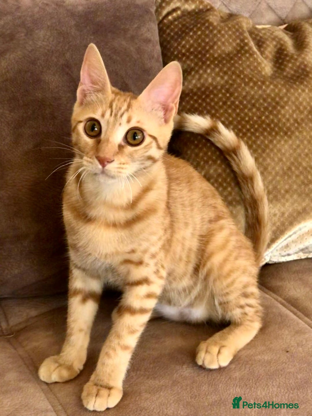 Mixed Breed cats for adoption: ARTHUR -6 M KITTEN CHEEKY MONKEY HIGH ENERGY  - Image 5