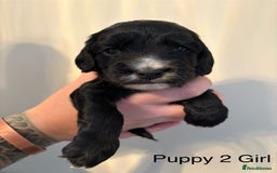 Sprocker dogs for sale: Stunning Sprocker pups  - Advert 2