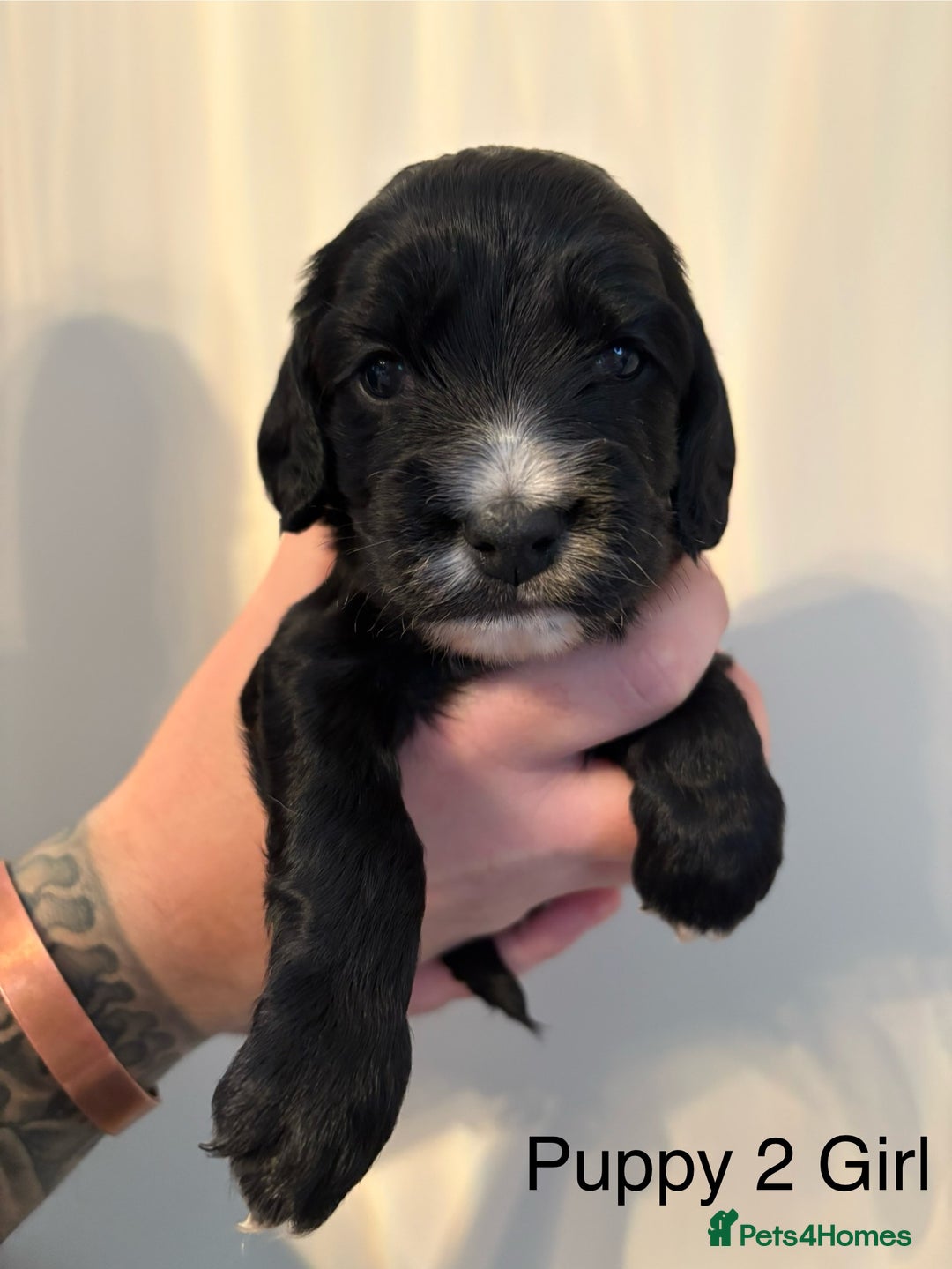 Sprocker dogs for sale: Stunning Sprocker pups  - Advert 2