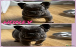 French Bulldog dogs for sale: ⭐️DWKC FLUFFY & FLUFFY CARRIER FRENCHIE PUPPIES ⭐️ in Driffield - Image 8