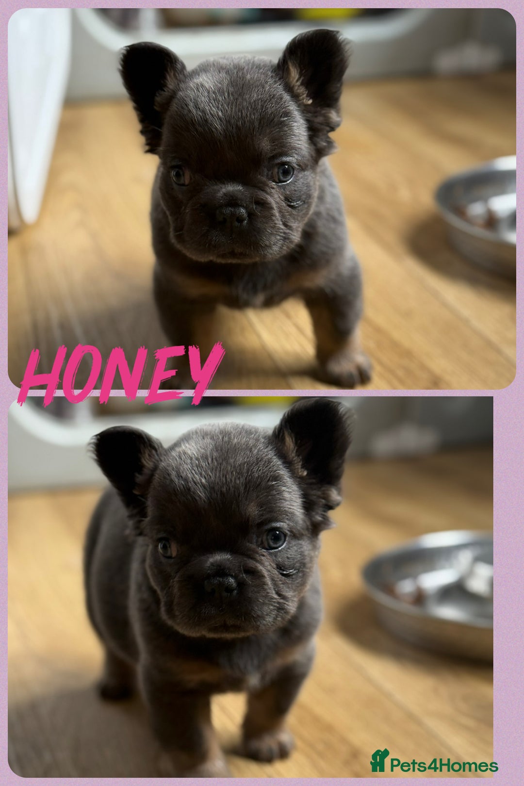 French Bulldog dogs for sale: ⭐️DWKC FLUFFY & FLUFFY CARRIER FRENCHIE PUPPIES ⭐️ in Driffield - Image 8