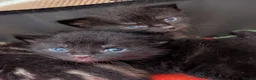 Mixed Breed cats for sale: Mixed Maine Coon Kittens  - Advert 23