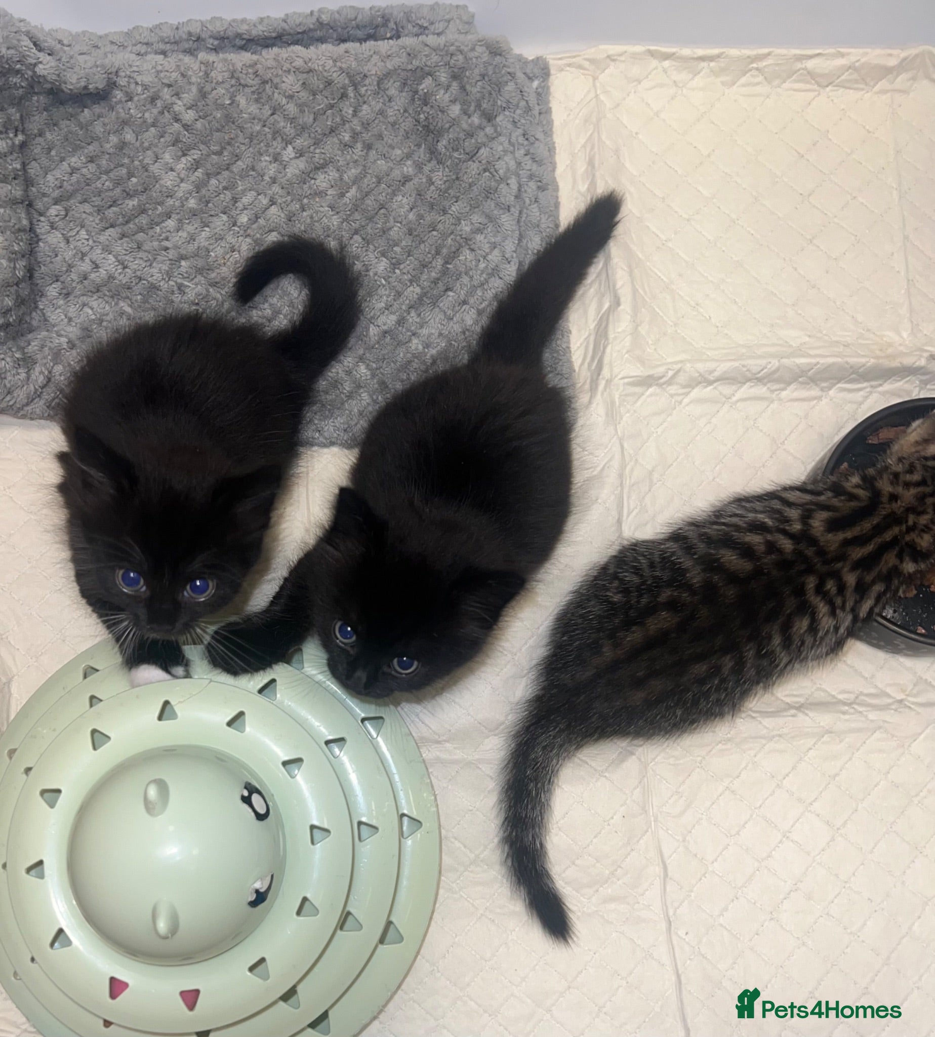 Mixed Breed cats 2 Kittens READY TO LEAVE - Advert 7