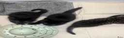 Mixed Breed cats for sale: Girl Kittens Ready for loving homes  - Advert 6