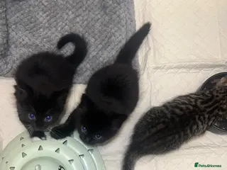 Mixed Breed cats 3 Kittens READY TO LEAVE - Advert 2