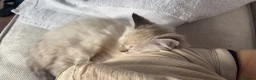 Ragdoll cats for sale: Beautiful kitten available £750 - Advert 3