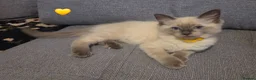 Ragdoll cats for sale: 🐾 Ragdoll Kittens Ready now !  - Advert 21