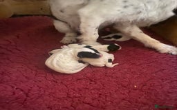 Jack Russell dogs for sale: Good quality Jack Russell dog pup - Image 5