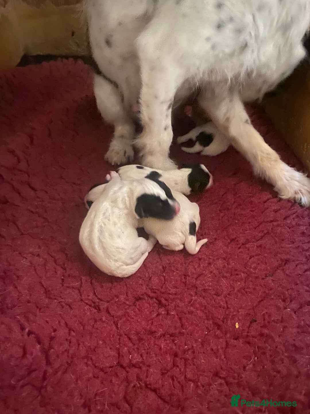 Jack Russell dogs for sale: Good quality Jack Russell dog pup - Image 5